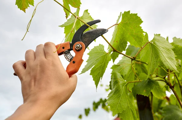 Bahçeyle uğraşan bir adam. Solmuş yaprakları kesen secateurs işçilerinin elleri. Bahçe işleri, bahçede budama makası olan budama bitkileri.