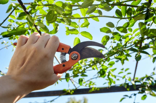 Bahçeyle uğraşan bir adam. Gül çalılığında solmuş çiçekleri kesen kesicilerle insan elleri. Bahçe işleri, bahçede budama makası olan budama bitkileri.
