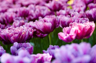 Bahçede açan güzel lale çiçekleri. Bahar bahçesindeki güzellik lalesi doğadaki güneş ışığıyla ışıldıyor. Bokeh resmi ile bulanık arkaplan, seçici odak