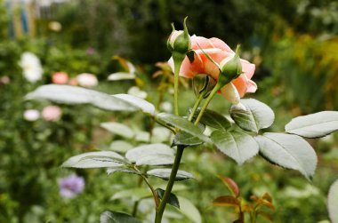 Bahçede pembe gül. Yaz ışığında güzel bir gül çalısı. Güzel bahar ya da yaz çiçek açan gül bitkisi