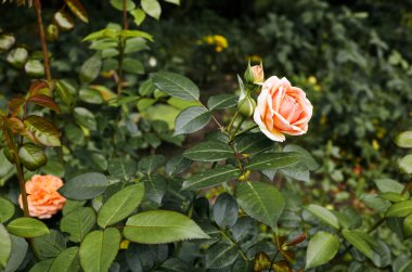 Bahçede pembe gül. Yaz ışığında güzel bir gül çalısı. Güzel bahar ya da yaz çiçek açan gül bitkisi