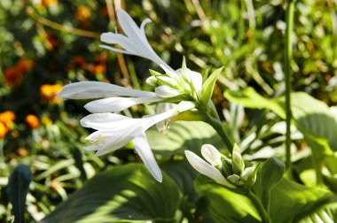Çiçekli ev sahibi çalıları. Hosta - peyzaj parkı ve bahçe tasarımı için süs bitkisi. Soyadı Asparagaceae, Bilimsel adı Hosta plantaginea