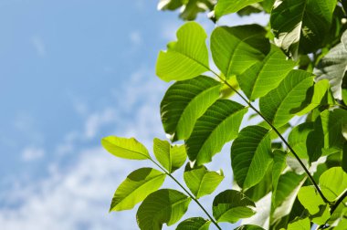 Güneş ışığındaki ceviz yapraklarının soyut görüntüsü. Seçici odak, bulanık arkaplan