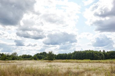 Gökyüzüne ve çayırlara karşı parlak yaz ormanı. Yeşil ağaçların ve mavi gökyüzünün güzel manzarası
