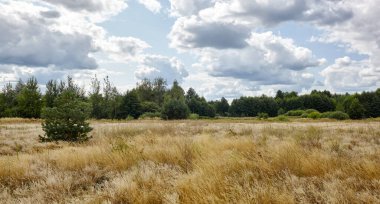 Parlak yaz ormanlarının gökyüzü ve çayırlara karşı panoramik fotoğrafı. Yeşil ağaçların ve mavi gökyüzünün güzel manzarası