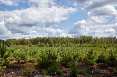 Gökyüzüne ve çayırlara karşı yoğun çam ormanı. Bir sıra ağacın ve mavi gökyüzünün güzel manzarası