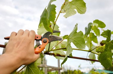 Bahçeyle uğraşan bir adam. Solmuş yaprakları kesen secateurs işçilerinin elleri. Bahçe işleri, bahçede budama makası olan budama bitkileri.