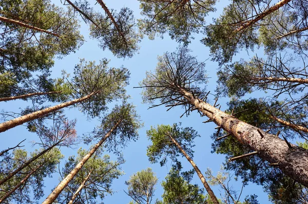 Evergreen Ormanı 'ndaki uzun ve yaşlı ağaçların alt manzarası. Arka planda mavi gökyüzü. Ormandaki ağaçların alçak açılı görüntüsü, doğal arka plan.