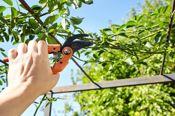 Mann Bei Der Gartenarbeit Hinterhof Mans Hände Mit Der Gartenschere — Stockfoto