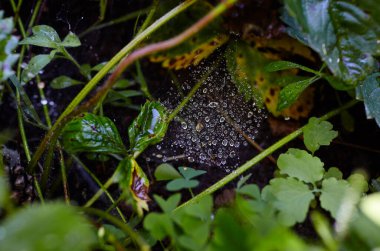 Yağmurdan sonra örümcek ağındaki su damlalarını kapatın. Seçici odak, bulanık arkaplan