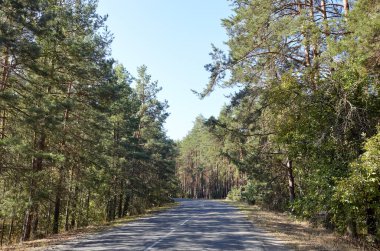 Ormanın yakınındaki asfalt kıvrımlı köy yolunda. Kırsal Avrupa 'da bir viraj yolu
