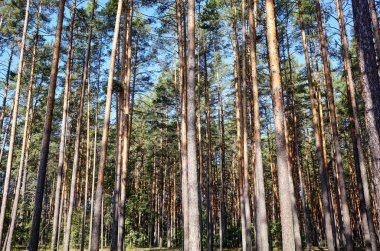 Çam ağacı ormanı. Güzel yaz ormanı Bir yaz günü