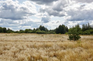 Gökyüzüne ve çayırlara karşı parlak yaz ormanı. Yeşil ağaçların ve mavi gökyüzünün güzel manzarası