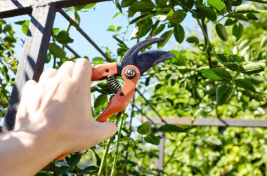 Bahçeyle uğraşan bir adam. Gül çalılığında solmuş çiçekleri kesen kesicilerle insan elleri. Bahçe işleri, bahçede budama makası olan budama bitkileri.