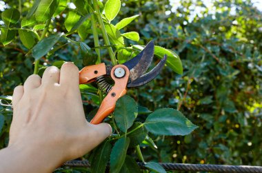 Bahçeyle uğraşan bir adam. Gül çalılığında solmuş çiçekleri kesen kesicilerle insan elleri. Bahçe işleri, bahçede budama makası olan budama bitkileri.