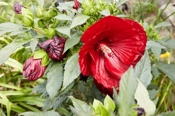Röd Hibiskus Blomma Grön Bakgrund Växt Familjen Malvov Art Släktet — Stockfoto