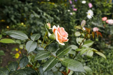 Bahçede pembe gül. Yaz ışığında güzel bir gül çalısı. Güzel bahar ya da yaz çiçek açan gül bitkisi