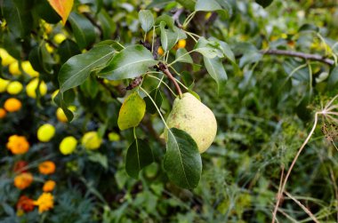 Bahçedeki bir ağaçta olgun bir armut. Yaz bahçesinde organik tarım armutları