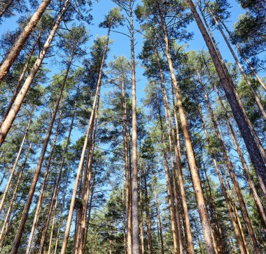 Çam ağacı ormanı. Güzel yaz ormanı Bir yaz günü