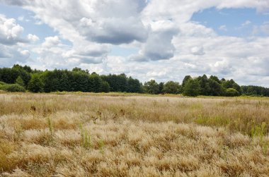 Gökyüzüne ve çayırlara karşı parlak yaz ormanı. Yeşil ağaçların ve mavi gökyüzünün güzel manzarası