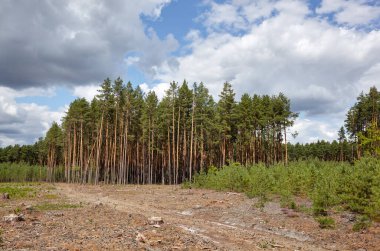 Gökyüzüne ve çayırlara karşı yoğun çam ormanı. Bir sıra ağacın ve mavi gökyüzünün güzel manzarası