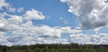 Gökyüzü ve çayırlarda yoğun çam ormanlarının panoramik fotoğrafı. Bir sıra ağacın ve mavi gökyüzünün güzel manzarası