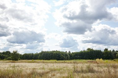 Gökyüzüne ve çayırlara karşı parlak yaz ormanı. Yeşil ağaçların ve mavi gökyüzünün güzel manzarası