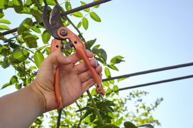 Bahçeyle uğraşan bir adam. Gül çalılığında solmuş çiçekleri kesen kesicilerle insan elleri. Bahçe işleri, bahçede budama makası olan budama bitkileri.
