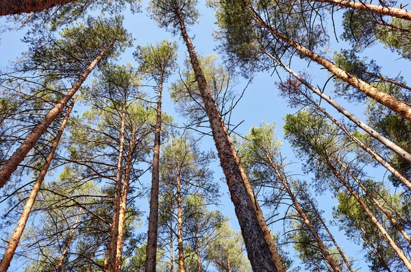 常绿森林中高大的古树的最底层景观 背景是蓝天 森林中树木的低角度视图 自然背景 — 图库照片