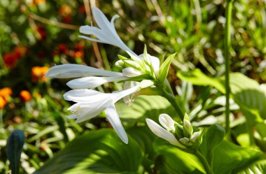 Çiçekli ev sahibi çalıları. Hosta - peyzaj parkı ve bahçe tasarımı için süs bitkisi. Soyadı Asparagaceae, Bilimsel adı Hosta plantaginea