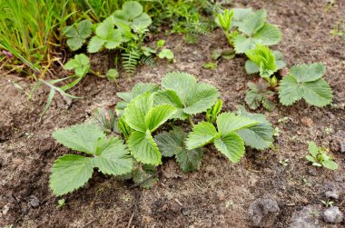 Bahçedeki yeşil çilek yapraklarının yakın görüntüsü. Yazın yeşil bir çilek çalısı. Seçici odak, bulanık arkaplan