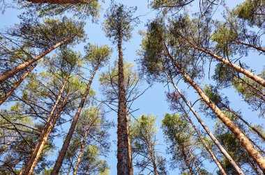 Evergreen Ormanı 'ndaki uzun ve yaşlı ağaçların alt manzarası. Arka planda mavi gökyüzü. Ormandaki ağaçların alçak açılı görüntüsü, doğal arka plan.