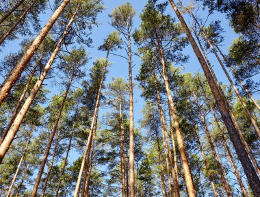 Çam ağacı ormanı. Güzel yaz ormanı Bir yaz günü