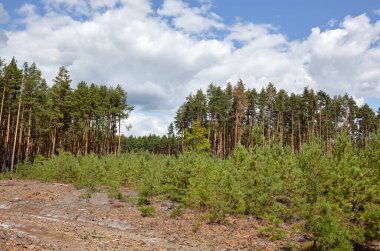 Gökyüzüne ve çayırlara karşı yoğun çam ormanı. Bir sıra ağacın ve mavi gökyüzünün güzel manzarası