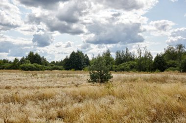 Gökyüzüne ve çayırlara karşı parlak yaz ormanı. Yeşil ağaçların ve mavi gökyüzünün güzel manzarası