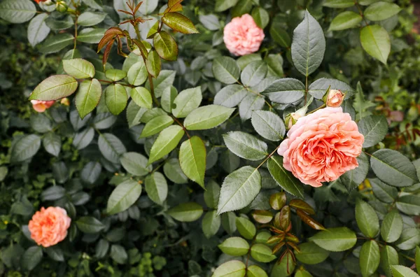 Rose Rose Dans Jardin Buisson Belle Rose Lumière Été Belle — Photo