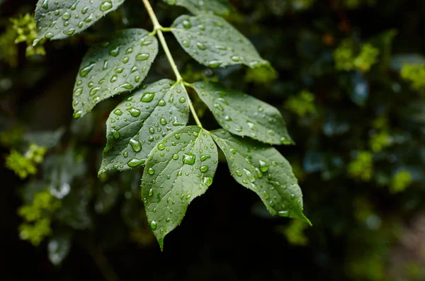 Raindrops on the leaves of a tree. Green leaves with water drops. Selective focus