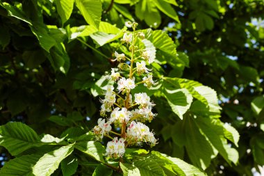 Kestanenin dalları yemyeşil yaprakların arka planında, yakın plan. Bahar zamanı kestane ağacı çiçekleri. Seçici odak, bulanık arkaplan