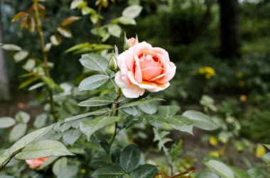 Bahçede pembe gül. Yaz ışığında güzel bir gül çalısı. Güzel bahar ya da yaz çiçek açan gül bitkisi