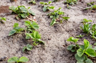 Bahçedeki yeşil çilek yapraklarının yakın görüntüsü. Yazın yeşil bir çilek çalısı. Seçici odak, bulanık arkaplan