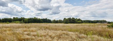Ufuktaki yaz ormanının mavi gökyüzüne karşı panoramik fotoğrafı. Yeşil ağaçların ve mavi gökyüzünün güzel manzarası