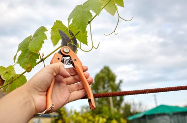 Bahçeyle uğraşan bir adam. Solmuş yaprakları kesen secateurs işçilerinin elleri. Bahçe işleri, bahçede budama makası olan budama bitkileri.