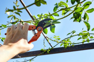 Bahçeyle uğraşan bir adam. Gül çalılığında solmuş çiçekleri kesen kesicilerle insan elleri. Bahçe işleri, bahçede budama makası olan budama bitkileri.