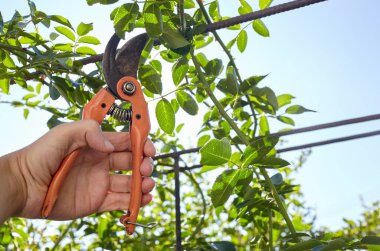 Bahçeyle uğraşan bir adam. Gül çalılığında solmuş çiçekleri kesen kesicilerle insan elleri. Bahçe işleri, bahçede budama makası olan budama bitkileri.