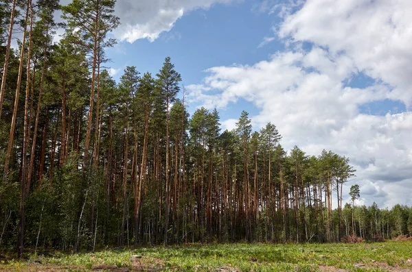 Gökyüzüne ve çayırlara karşı yoğun çam ormanı. Bir sıra ağacın ve mavi gökyüzünün güzel manzarası