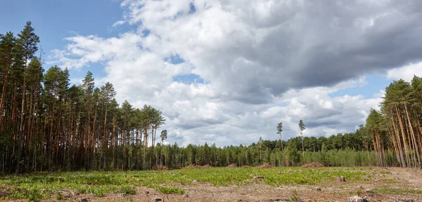 Gökyüzü ve çayırlarda yoğun çam ormanlarının panoramik fotoğrafı. Bir sıra ağacın ve mavi gökyüzünün güzel manzarası