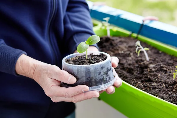 Old man gardening in home greenhouse. Men\'s hands holding cucumber seedling in the pot, selective focus