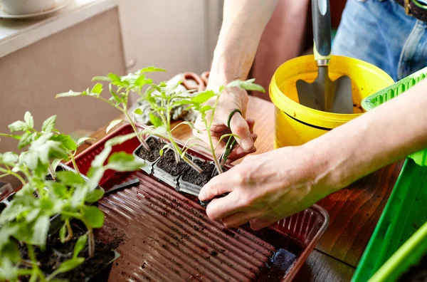 老人在自家温室种花 男人的手在土壤中种植番茄幼苗 有选择地集中注意 春天的种植和园艺 — 图库照片