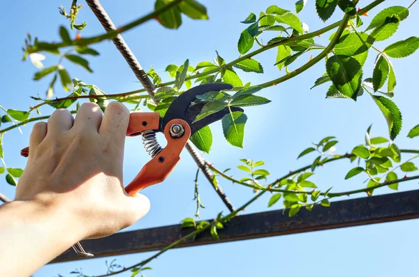 Bahçeyle uğraşan bir adam. Gül çalılığında solmuş çiçekleri kesen kesicilerle insan elleri. Bahçe işleri, bahçede budama makası olan budama bitkileri.