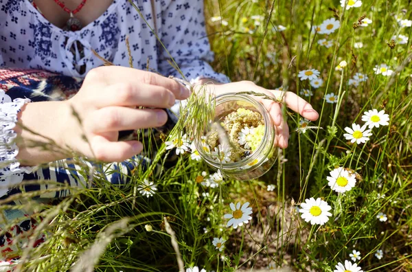 Woman collects medicinal herbs in green meadow. Fresh green herbs harvest. Alternative herbal medicine. Collection of medicinal herbs